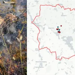 Vildsvin i vatten, bredvid en karta över Västmanland, Sverige, med prickar som markerar observationer.