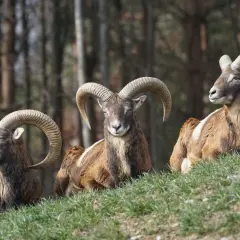 Tre vilda får med imponerande horn vilar på en gräsklädd sluttning.