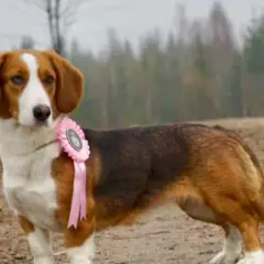 En stolt drever tax med en rosa rosett på bröstet, redo för prisutdelning i skogen.