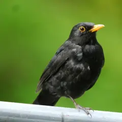 En koltrast, en vacker flyttfågel, sitter på ett räcke med en grön bakgrund.