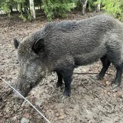 Vildsvin i skogen. Undrar hur blir man av med vildsvin när de bökar runt?