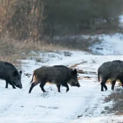 Tre vildsvin vandrar på en snötäckt stig nära Uppsala.