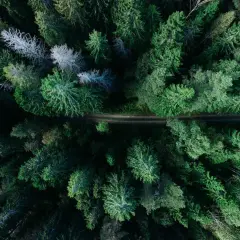 En grusväg slingrar sig genom en tät grön skog, en perfekt vandringsled norrland för äventyr.