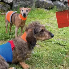 Två hundar med skyddande bandage runt kroppen. Den ena har en avskavd trampdyna och bär ett orange halsband.