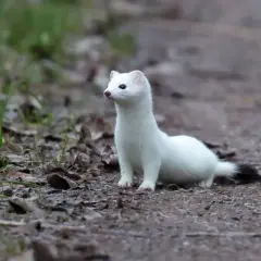 En vit hermelin, med sin typiska hermelin storlek, sitter på en grusväg. Den har en mörk svansspets.