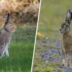 Två harar i olika miljöer. Den vänstra sitter i grönt gräs, den högra står på grus. Det är harjakt tider.