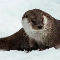 Utter farlig utter sitter i snön, med sin långa svans utsträckt.