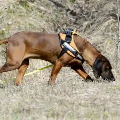 En brun hund med orange sele följer ett viltspår i torrt gräs.
