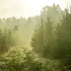Dimma lättar över en gräsbevuxen stig i skogen. En tornliknande jaktkammare skymtar i fjärran, en plats för framtida viltvårdare utbildning.