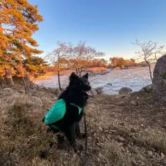 Svart hund med grön väst njuter av en vacker solnedgång vid en isig sjö. En härlig stund för vandra med hund.