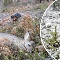 En lajka hund i skogen, en ligger död, en annan undersöker.