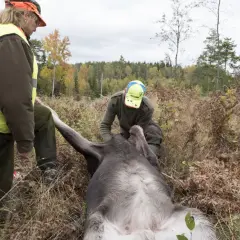 Två jägare hanterar ett fällt älg. Dygnsgrader kan påverka hur djuret tas om hand.