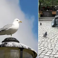 En fiskmås sitter på en lyktstolpe. På andra sidan, en staty av en man med duvor på kullerstensgatan. Frågan om man får skjuta fiskmåsar är irrelevant här.