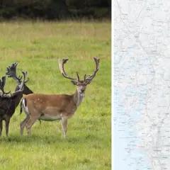 En flock dovhjortar med imponerande horn på en grön äng. Till höger en karta över Sverige med ett markerat område, troligen för skyddsjakt dovhjort.