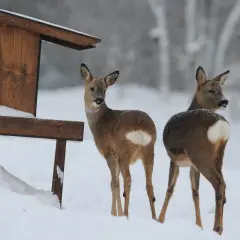 Två rådjur står i snön vid en matare på tomten.