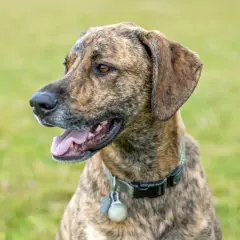 En stilig plott hund med brindle päls tittar åt sidan med öppen mun och tungan ute. Hunden bär ett halsband med en berlock.