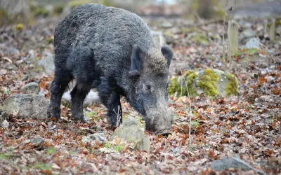 Vildsvin bökar i löv. En jägare smyger sig närmare för att jaga vildsvin i skogen.