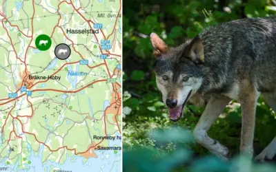 Karta över Blekinge med vargspår markerade. En varg syns i förgrunden, redo att utforska sitt revir.