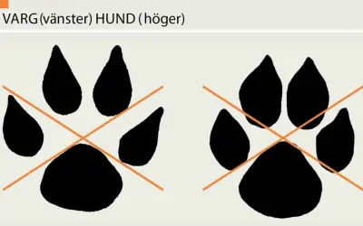 Två tassavtryck, ett varg spår till vänster och ett hund spår till höger, med orange kors över.