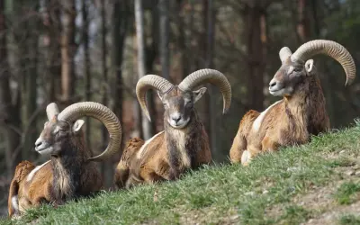 Tre vilda får med imponerande horn vilar på en gräsklädd sluttning.