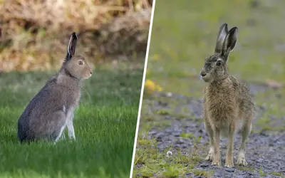 Två harar i olika miljöer. Den vänstra sitter i grönt gräs, den högra står på grus. Det är harjakt tider.