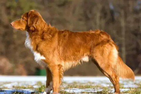 En ståtlig tollare hund med rödbrun päls står i en snötäckt gräsmark.