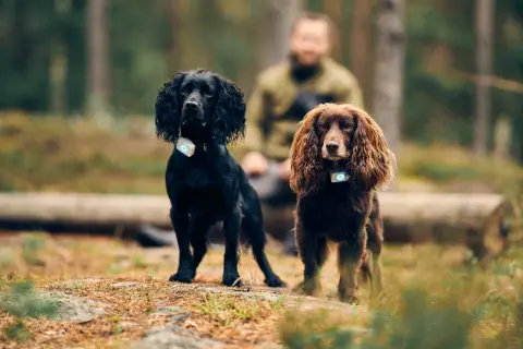 Två jakt cocker spaniel, en svart och en brun, står i skogen med GPS-halsband.