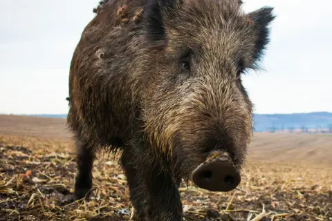 Närbild på ett vildsvin i ett fält. Djuret ser ut att vara på väg mot kameran, och dess utseende antyder att vildsvin kan vara farliga.