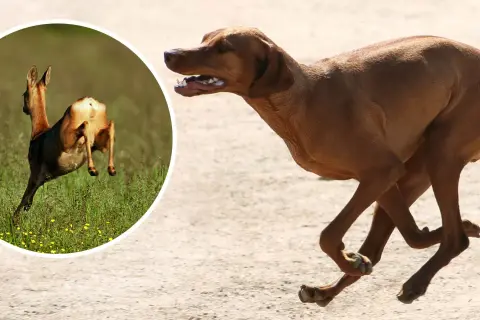 Brun hund springer snabbt. I en cirkel en rådjur som hoppar, en bild som kan associeras med magomvridning hund.