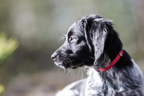 En ung jakt hund med röd halsband, redo för äventyr i skogen.