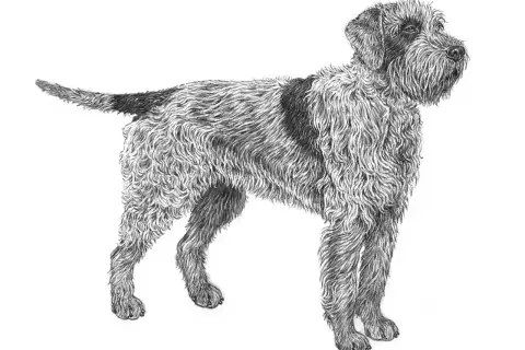 En teckning av en griffon d'arret à poil dur, en stående hund med strävt, lockigt päls och en mörk fläck på ryggen.