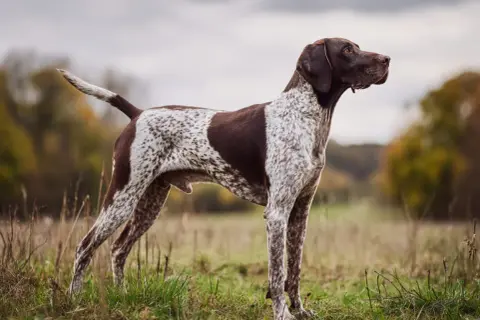 En ståtlig pointer hund står i ett fält, redo för jakt.