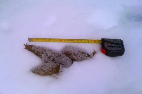 Mätning av varg bajs i snön. Måttbandet visar cirka 15 cm.