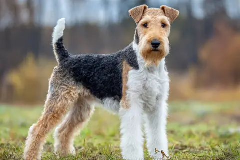 En ståtlig foxterrier står i gräset med en lekfull svans som viftar.