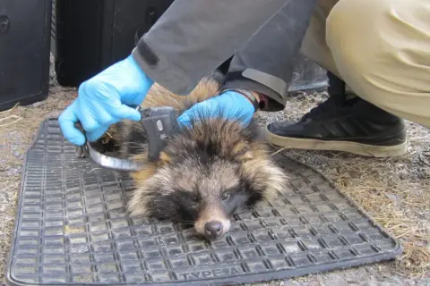 Forskare märker en mårdhund i Sverige med ett spårningshalsband.