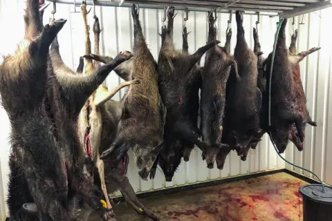 Flera vildsvin hänger upp och ner för att kylas. Dygnsgrader är viktiga för att bevara köttet.