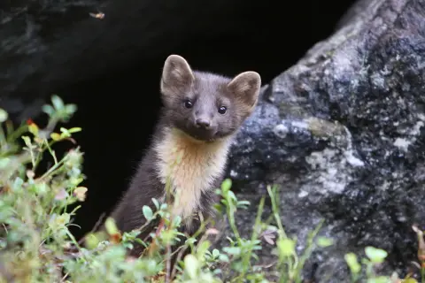 En mårdunge tittar fram ur en mörk håla, omgiven av grönska. Den har mörk päls med ljusare fläck på bröstet.