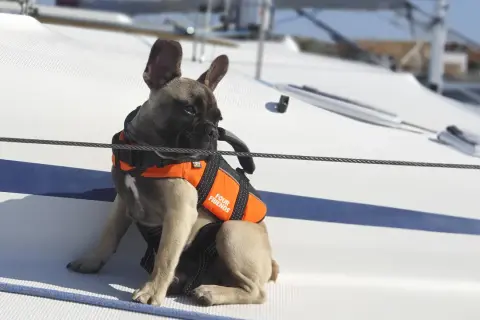 Fransk bulldogg i flytväst njuter av sin semester med hund på en segelbåt.