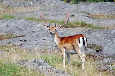 A fallow deer with large, palmate antlers stands in a grassy, rocky landscape.
