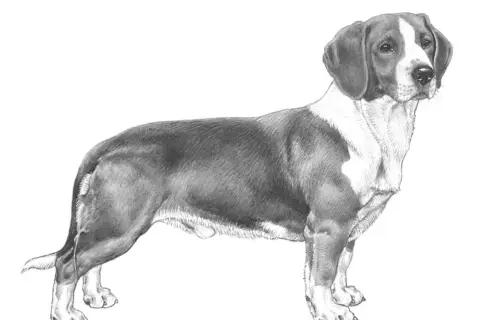 En detaljerad blyertsteckning av en stående drever hund med mörka öron och en vit fläck på bröstet.