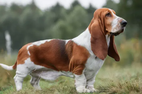 En ståtlig basset hound med långa öron står i gräset, redo för en dag av jakt.