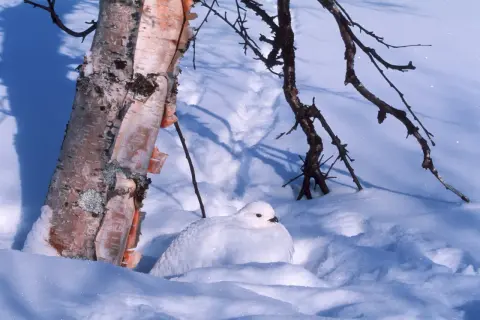 En vit ripa kamouflerad i snön vid en björkstam. En snara ripa i sitt vinterlandskap.