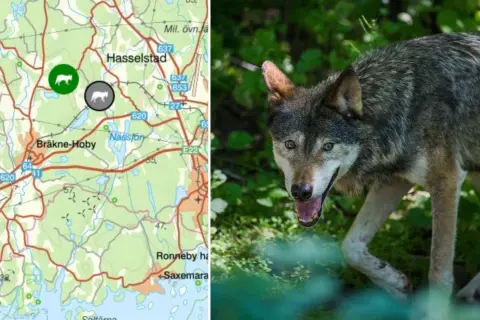 Karta över Blekinge med vargspår markerade. En varg syns i förgrunden, redo att utforska sitt revir.