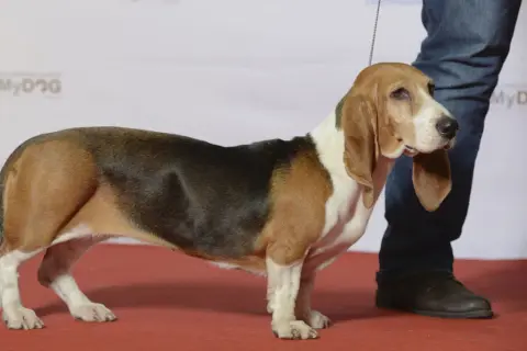En stolt Basset Artesien Normand valp står på en röd matta, redo för uppmärksamhet.