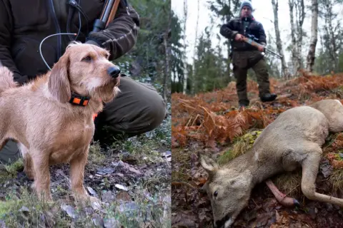 En stolt basset fauve de bretagne vid jägarens sida i skogen, med ett fällt rådjur i bakgrunden.