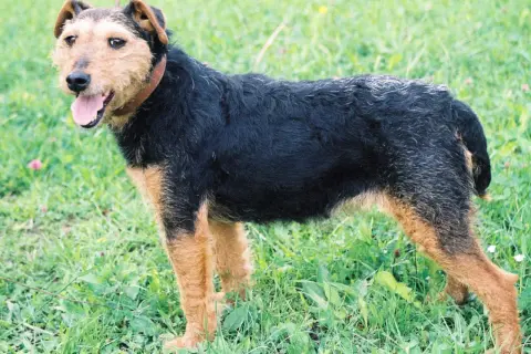 En tysk jaktterrier står i gräset med tungan ute.