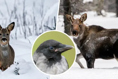 Rådjur i snön, en älg och en kråka. Tiderna för jakten på rådjur kan variera.