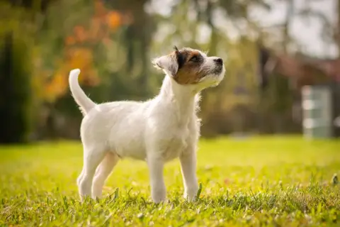 En alert parson russell terrier står i gräset och tittar uppåt, redo för lek i höstsolen.
