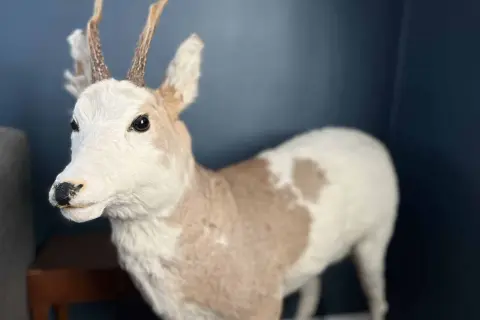 En vit dovhjort med ljusa horn står mot en mörkblå vägg. Dess päls är vit med ljusbruna fläckar.