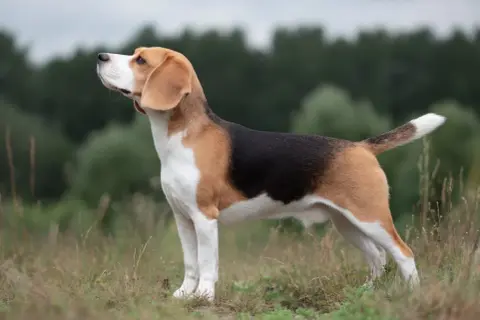 En stolt beagle hundras står i gräset med blicken mot himlen.